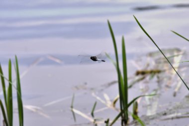 su üzerinde uçuş yusufçuk