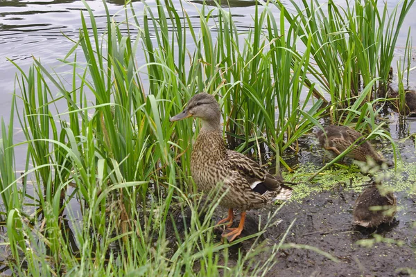 鸭子与一群小鸭在湖里 — 图库照片