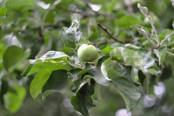 Pomme Verte Non Mûre Sur Une Branche — Photo
