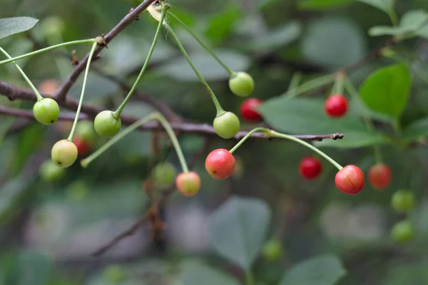 Unreife Kirschbeeren Auf Einem Zweig — Stockfoto