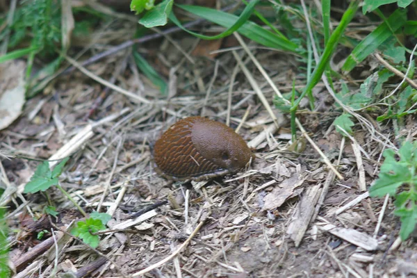 ナメクジは雨の後に這い出た — ストック写真