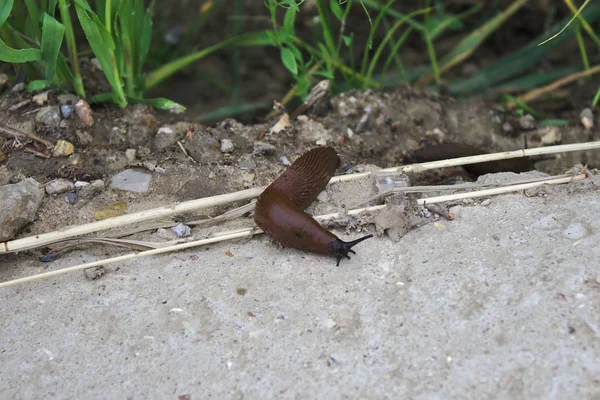 ナメクジは雨の後に這い出た — ストック写真