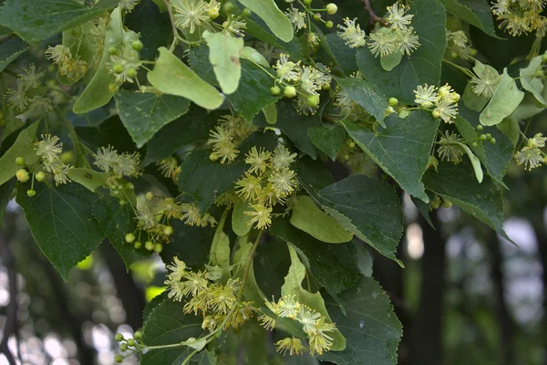 Floraison Des Tilleuls Début Été — Photo