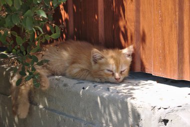 sıcak bir günde dinleniyor kırmızı kedi yavrusu