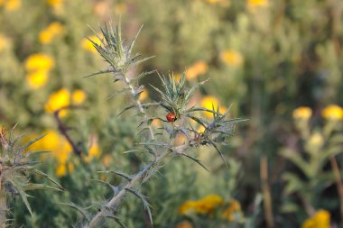 web kaplı bir bitki üzerinde uğur böceği