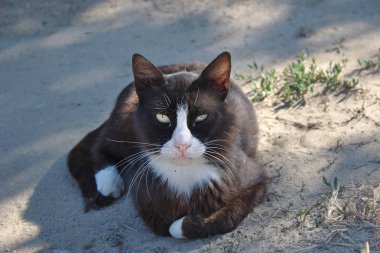 bir yürüyüşte evsiz kedi