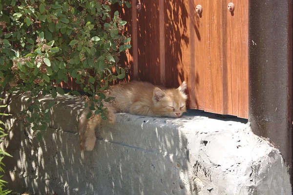 Chaton Rouge Reposant Sur Une Journée Chaude — Photo