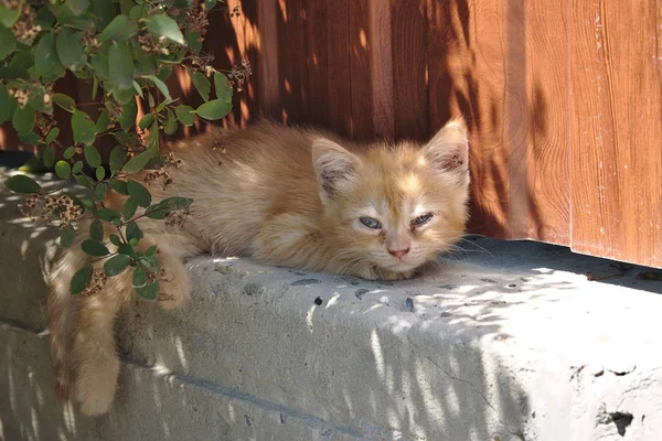 暑い日に休む赤い子猫 — ストック写真