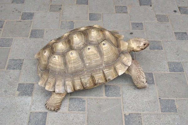 Bir Yürüyüşte Büyük Kaplumbağa — Stok fotoğraf