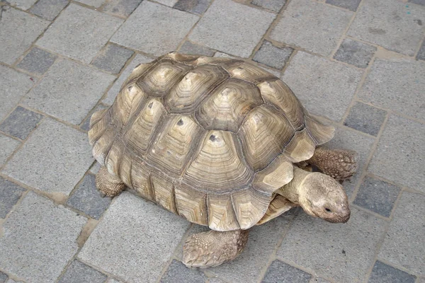 Große Schildkröte Auf Spaziergang — Stockfoto