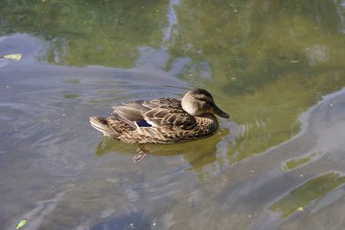 nehirde yüzen ördekler