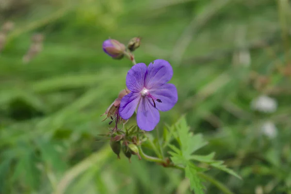 Bela Flor Azul Grama Verde — Fotografia de Stock