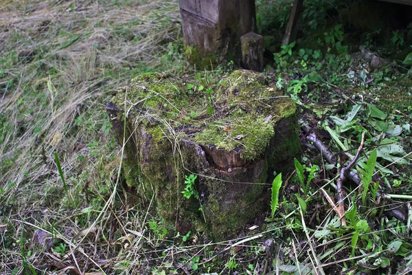 Very Old Rotten Mossy Stump — Stock Photo, Image