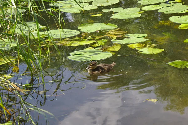 Patos Flotando Río — Foto de Stock