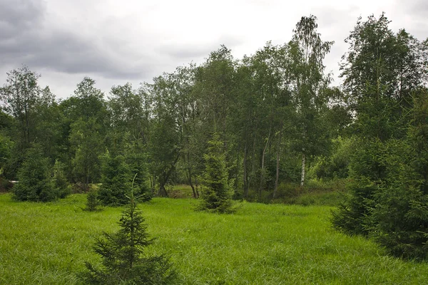 Krajobraz Lato Centralnej Rosji — Zdjęcie stockowe