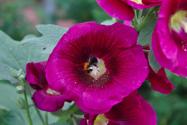 冬青花中的大黄蜂 — 图库照片