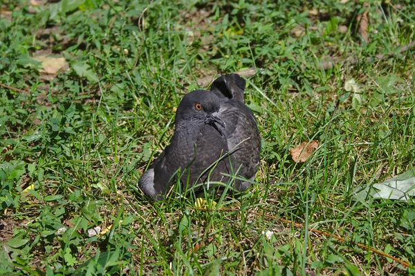 Taube Ruht Auf Dem Gras — Stockfoto