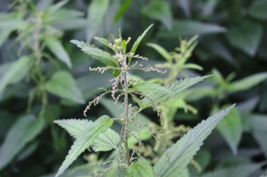 parkta ısırgan çalılıkları