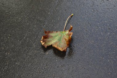 Isliç asfalt üzerinde akçaağaç yaprağı soluyor