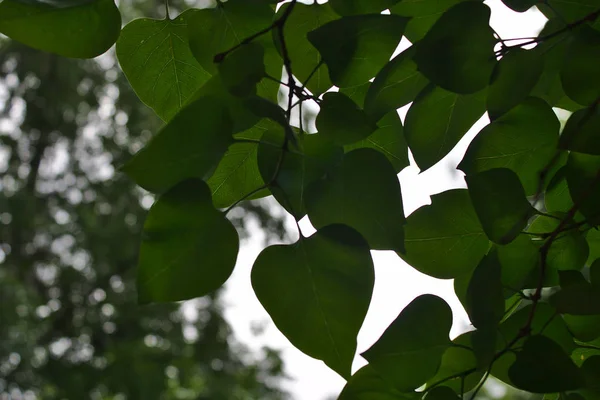 Branche Lilas Aux Feuilles Vertes — Photo