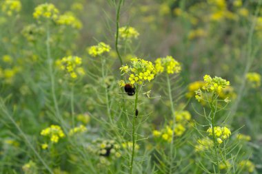 Sarı çayır çiçekleri üzerinde bumble arı