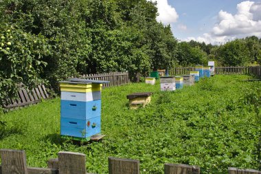 apiary arılar ile arı kovanları