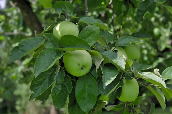 Яблоки Ветке Саду — стоковое фото
