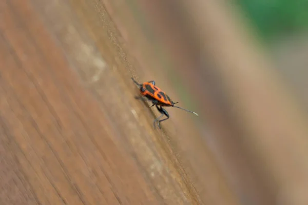 Pyrrhocoris Apterus Wood Surface — Stock Photo, Image