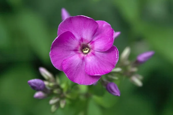 紫色花与五个花瓣 — 图库照片