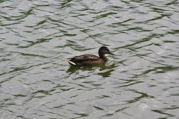 Pato Nada Lago —  Fotos de Stock