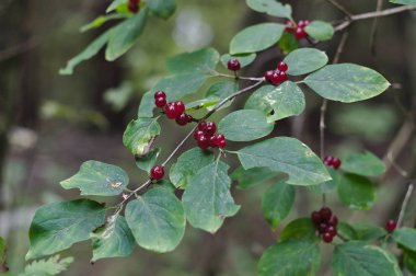 yaz ormanında çilek ile şube