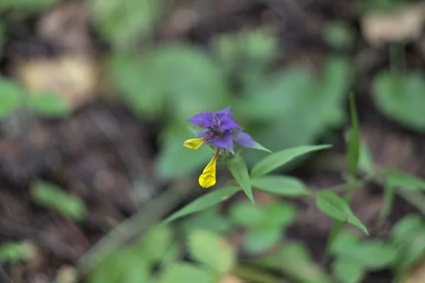 Fiori Estivi Margini Della Foresta — Foto Stock