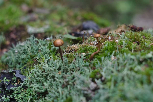 苔の丸太の上の小さなキノコ — ストック写真