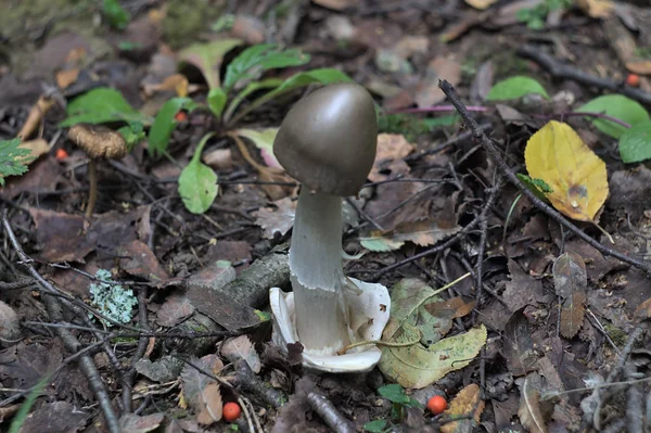 Svampen Oätlig Men Vacker — Stockfoto