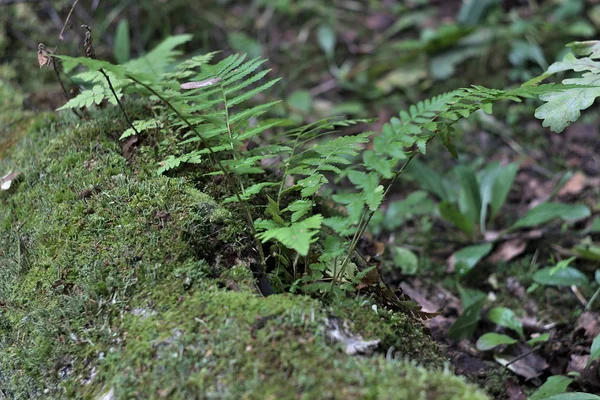 苔むした丸太の新しい植生 — ストック写真