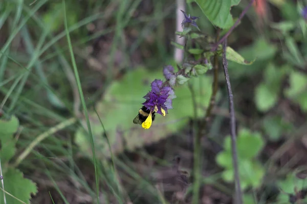 Bir Orman Çiçeği Üzerinde Bumblebee — Stok fotoğraf