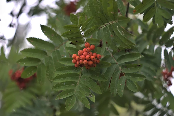 Branch Berries Summer Forest — Stock Photo, Image