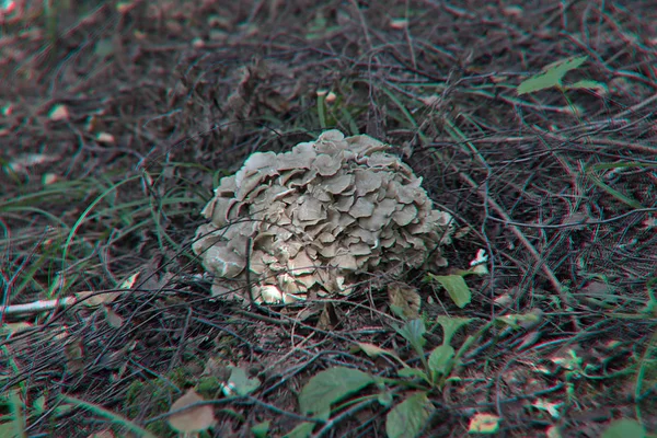 Famille Champignons Dans Forêt Été — Photo