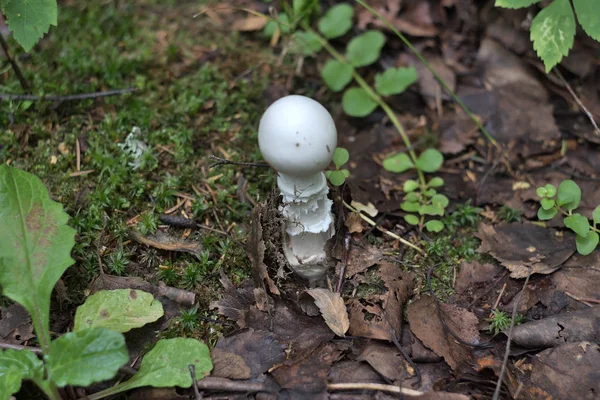 蘑菇是不可食用的 但美丽 — 图库照片