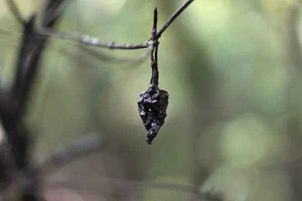 古い森の乾いた枝の黒い乾いた葉 — ストック写真