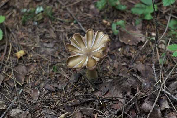 蘑菇像森林里的一朵花 — 图库照片