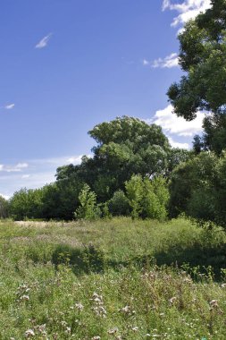 Güneşli bir günde yaz manzarası