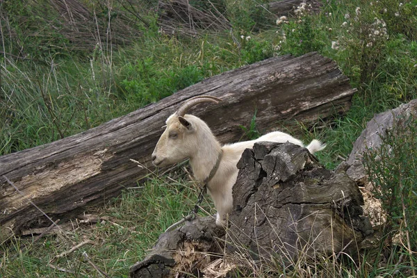 Cabra Descansando Pasto — Foto de Stock