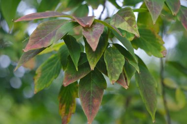 yakında sonbahar başlayacak