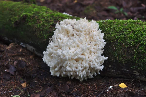 Ritka Gomba Erdőben Hericium Coralloides — Stock Fotó