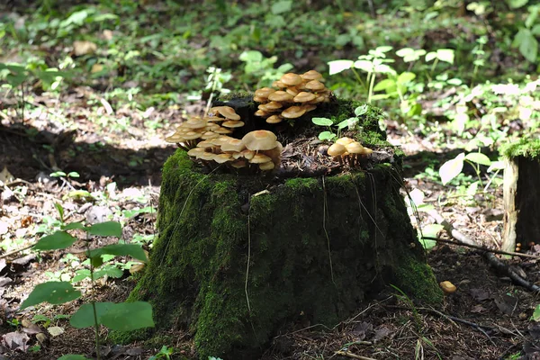 苔の切り株のキノコの家族 — ストック写真