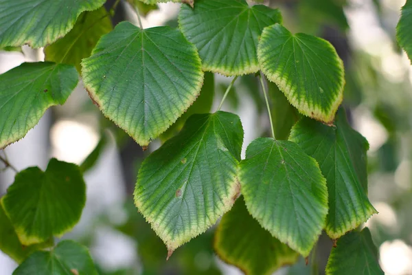 Rama Con Hojas Principios Otoño — Foto de Stock