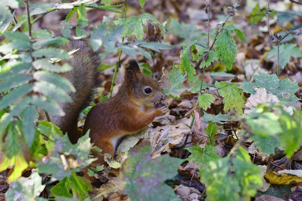 Ardilla Desayunando Parque Otoño —  Fotos de Stock