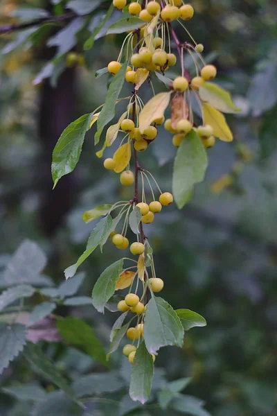 Gelbe Beeren Auf Einem Grünen Herbstzweig — Stockfoto