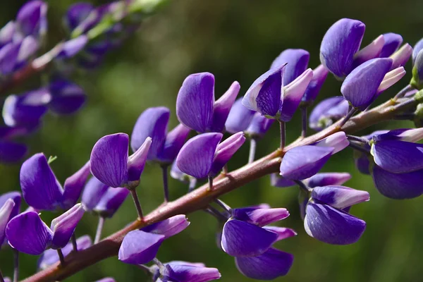 9月の紫色のルピナスの花 — ストック写真